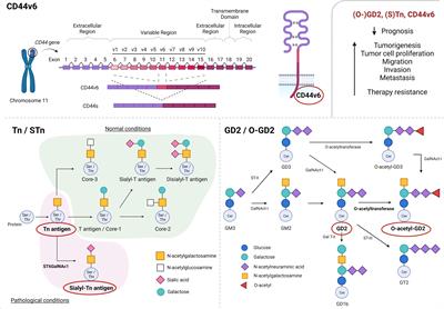 CD44v6, STn & O-GD2: promising tumor associated antigens paving the way for new targeted cancer therapies